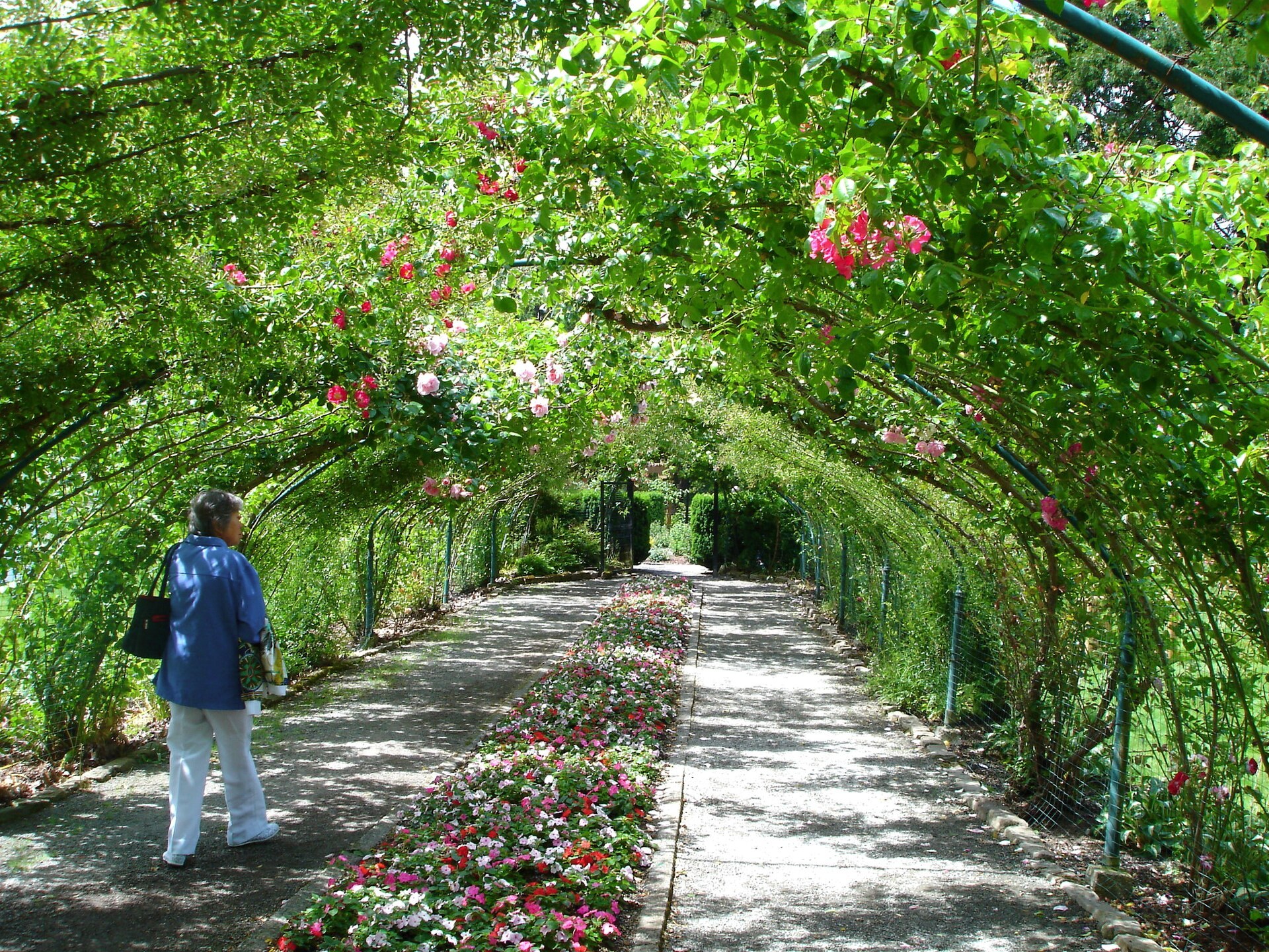 Rose arbor at Point Defiance Park in Tacoma