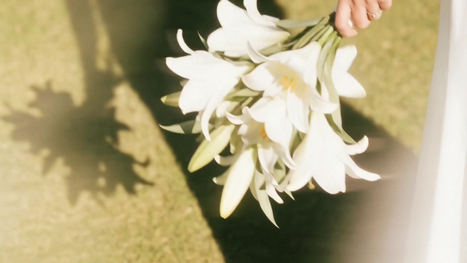 White lilies and their shadow